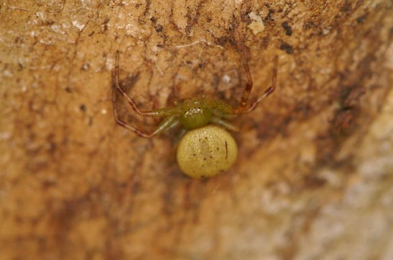 Diaea_pilula_D5536_D_88_Lake Broadwater_Australie.jpg